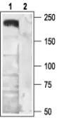 Anti-Cav2.2 antibody used in Western Blot (WB). GTX54812