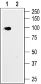 Anti-HCN1 antibody used in Western Blot (WB). GTX54823