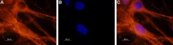 Anti-Nav1.6 antibody used in Immunocytochemistry/ Immunofluorescence (ICC/IF). GTX54842