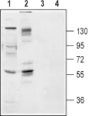 Anti-TrkB antibody used in Western Blot (WB). GTX54857