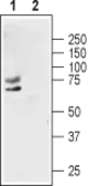 Anti-Kv1.1 antibody used in Western Blot (WB). GTX54875