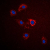 Anti-GPR75 antibody used in Immunocytochemistry/ Immunofluorescence (ICC/IF). GTX55193