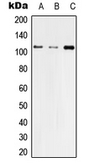 Anti-ZO-3 antibody used in Western Blot (WB). GTX55220