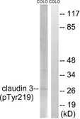 Anti-Claudin 3 (phospho Tyr219) antibody used in Western Blot (WB). GTX55351