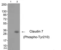 Anti-Claudin 7 (phospho Tyr210) antibody used in Western Blot (WB). GTX55354