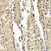 Anti-BLZF1 antibody used in IHC (Paraffin sections) (IHC-P). GTX55539