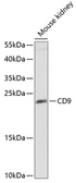 Anti-CD9 antibody used in Western Blot (WB). GTX55564