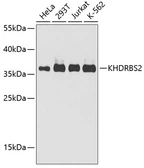 Anti-KHDRBS2 antibody used in Western Blot (WB). GTX55686