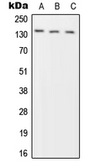 Anti-PTPRN2 antibody used in Western Blot (WB). GTX55885