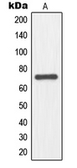 Anti-NFE2L3 antibody used in Western Blot (WB). GTX55916