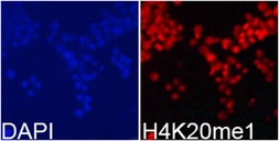 Anti-Histone H4K20me1 (monomethyl Lys20) antibody used in Immunocytochemistry/ Immunofluorescence (ICC/IF). GTX57170