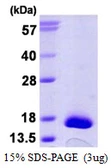 Human TRP14 protein, His tag. GTX57246-pro