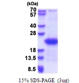 Human GTSF1 protein, His tag. GTX57311-pro