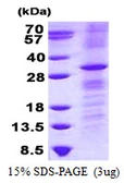 Human RhoV protein, His tag. GTX57379-pro