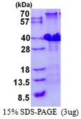 Human POLR3H protein, His tag. GTX57381-pro