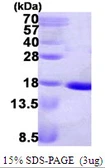 E. coli ndk protein, His tag. GTX57465-pro