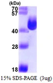 E. coli ansA protein, His tag. GTX57471-pro
