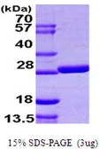 E. coli grxB protein, His tag. GTX57477-pro