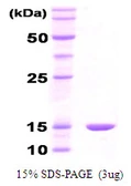 E. coli GroES protein. GTX57496-pro