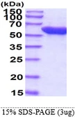 E. coli groL protein. GTX57497-pro