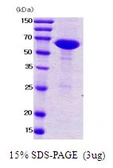 E. coli NusA protein. GTX57513-pro