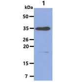 Anti-HAX1 antibody [AT3C5] used in Western Blot (WB). GTX57571