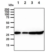 Anti-14-3-3 gamma antibody [AT4B9] used in Western Blot (WB). GTX57599