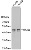 Anti-NR2E1 antibody used in Western Blot (WB). GTX57753