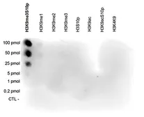 Anti-Histone H3K9me3S10ph (Tri-methyl Lys9/phospho Ser10) antibody - ChIP grade used in Dot blot (Dot). GTX60327