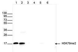 Anti-Histone H3K79me2 (Di-methyl Lys79) antibody used in Western Blot (WB). GTX60330