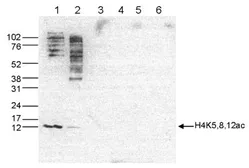 Anti-Histone H4K5K8K12ac (acetyl Lys5/Lys8/Lys12) antibody - ChIP grade used in Western Blot (WB). GTX60337