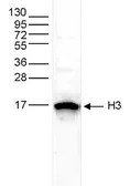 Anti-Histone H3 antibody - ChIP grade used in Western Blot (WB). GTX60349
