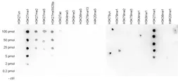 Anti-Histone H3K27me1 (Mono-methyl Lys27) antibody - ChIP grade used in Dot blot (Dot). GTX60350