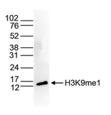 Anti-Histone H3K9me1 (Mono-methyl Lys9) antibody - ChIP grade used in Western Blot (WB). GTX60352