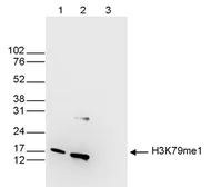 Anti-Histone H3K79me1 (Mono-methyl Lys79) antibody - ChIP grade used in Western Blot (WB). GTX60353
