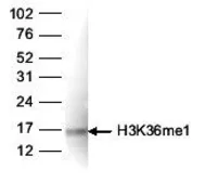 Anti-Histone H3K36me1 (Mono-methyl Lys36) antibody - ChIP grade used in Western Blot (WB). GTX60354