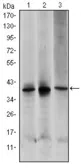 Anti-MEK6 antibody [3H12C8] used in Western Blot (WB). GTX60396