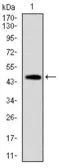 Anti-Fas antibody [4F8D6] used in Western Blot (WB). GTX60559