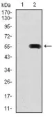 Anti-PDX1 antibody [2G12] used in Western Blot (WB). GTX60575