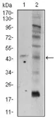 Anti-Frizzled 5 antibody [2D12] used in Western Blot (WB). GTX60642