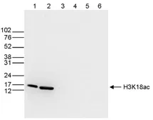 Anti-Histone H3K18ac (Acetyl Lys18) antibody - ChIP grade used in Western Blot (WB). GTX60814