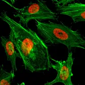 Anti-Histone H3K4me2 (Di-methyl Lys4) antibody [RM135] used in Immunocytochemistry/ Immunofluorescence (ICC/IF). GTX60875