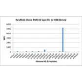 Anti-Histone H3K36me2 (Di-methyl Lys36) antibody [RM141] used in  (). GTX60879