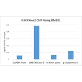 Anti-Histone H3K79me2 (Di-methyl Lys79) antibody [RM181] used in ChIP assay (ChIP assay). GTX60895