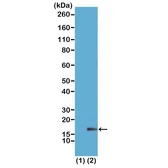 Anti-Histone H3K18me1 (Mono-methyl Lys18) antibody [RM167] used in Western Blot (WB). GTX60900