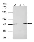 Anti-PRMT5 antibody [GT3610] used in Immunoprecipitation (IP). GTX628488