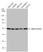 Anti-alpha Tubulin antibody [GT114] used in Western Blot (WB). GTX628802