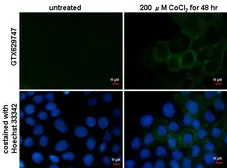 Anti-Carbonic Anhydrase IX antibody [GT14212] used in Immunocytochemistry/ Immunofluorescence (ICC/IF). GTX629747