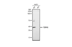 Anti-TDP43 antibody [GT225] used in Western Blot (WB). GTX630196