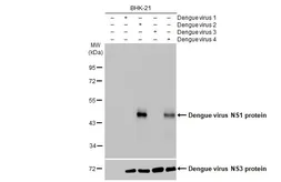 Anti-Dengue virus NS1 protein antibody [GT1061] used in Western Blot (WB). GTX630557
